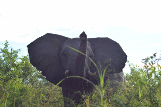 Krugerpark - Even imponeren