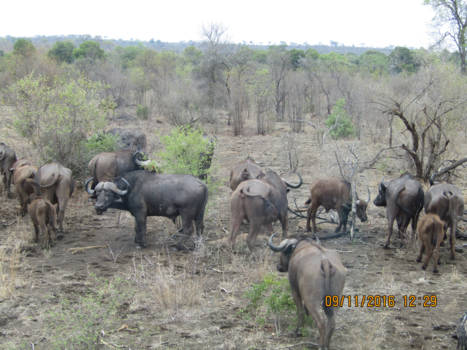 Rondreis Zuid-Afrika in drie weken - Krugerpark