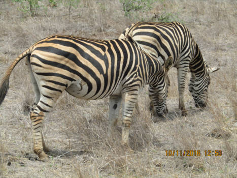 Rondreis Zuid-Afrika in drie weken - Krugerpark