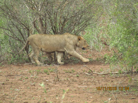 Rondreis Zuid-Afrika in drie weken - Krugerpark