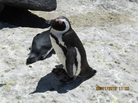 Rondreis Zuid-Afrika in drie weken - Pinguins