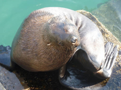 West-Kaap - Oogcontact