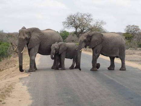 Rondreis Zuid-Afrika in twee weken - Overstekend wild
