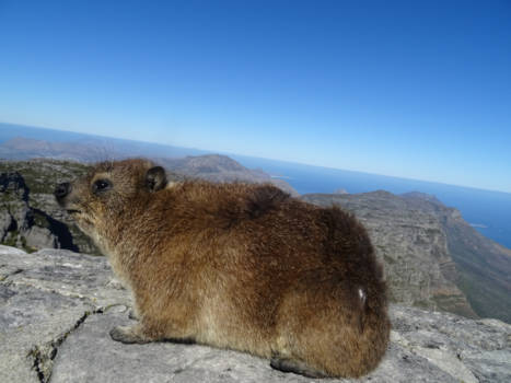 Kaapstad - Fotobomb door Klipdassie