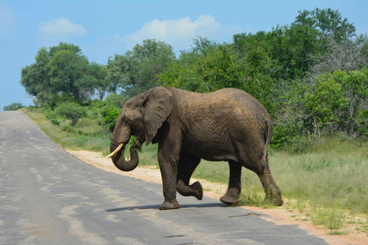 Rondreis van Johannesburg naar Kaapstad - Kruger park