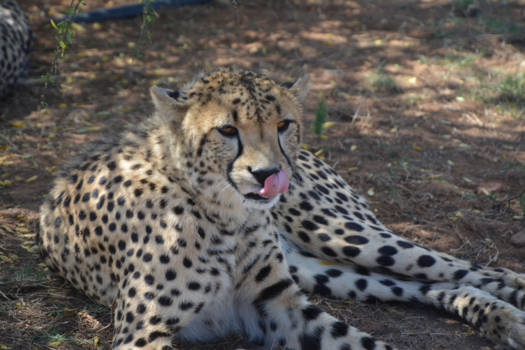 Rondreis van Johannesburg naar Kaapstad - Cheetah park