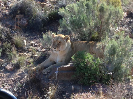 Kaapstad - Stressless lion