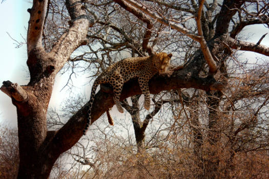 Rondreis van Johannesburg naar Kaapstad - So Majestic