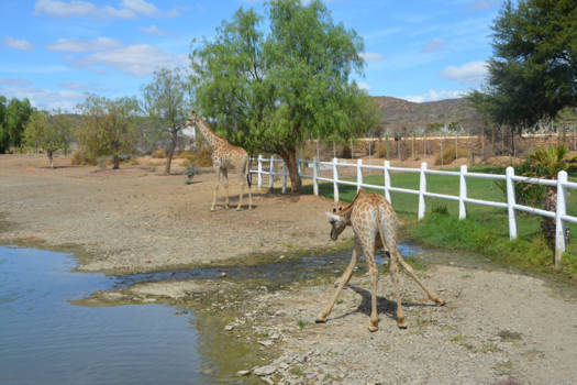 Rondreis van Johannesburg naar Kaapstad - Waterdrinkende giraffe