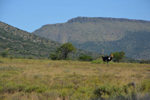 Rondreis van Johannesburg naar Kaapstad - Struisvogel