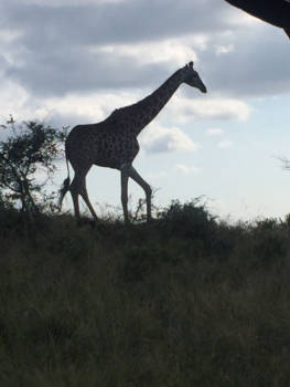 Rondreis Zuid-Afrika in twee weken - Krugerpark
