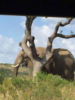Rondreis Zuid-Afrika in twee weken - Krugerpark