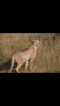 Rondreis Zuid-Afrika in twee weken - Krugerpark