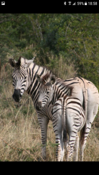 Rondreis Zuid-Afrika in twee weken - Krugerpark