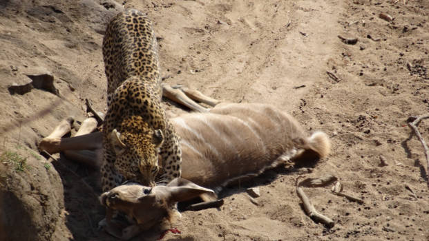 Rondreis van Johannesburg naar Kaapstad - Live leopard kill, uniekste moment in ons leven!