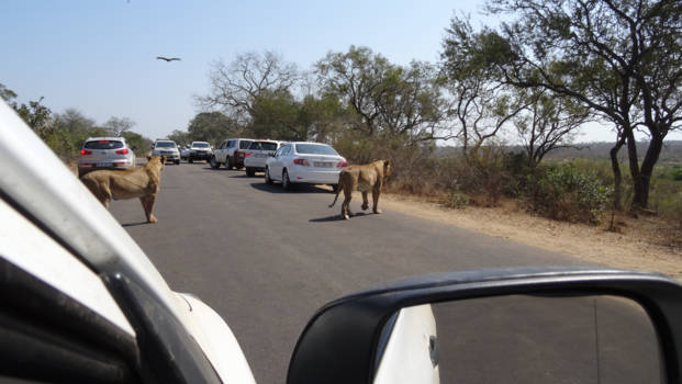Rondreis van Johannesburg naar Kaapstad - Group of lions on the road!