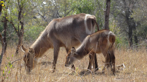 Rondreis van Johannesburg naar Kaapstad - Waterbuck