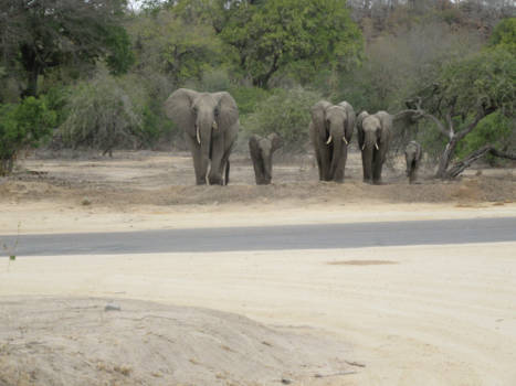 Krugerpark - We are family