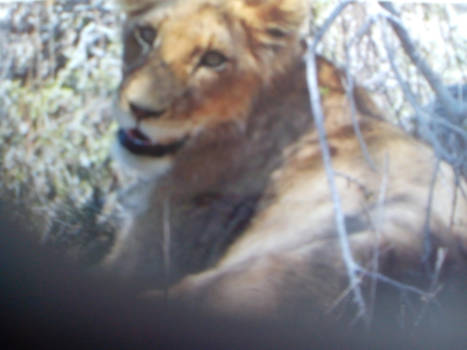 Rondreis Zuid-Afrika in drie weken - Uitrusten in de schaduw , Krugerpark