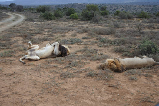 Addo Elephant National Park - De lente is nog maar net begonnen...