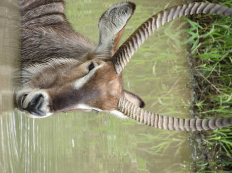 Krugerpark - Waterbok in bad
