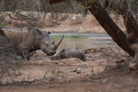 Rondreis Zuid-Afrika in twee weken - Moeder met kind fantastisch om tegen te komen!