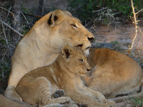 Rondreis Zuid-Afrika in drie weken - Leeuwengezin Manyeleti reservaat