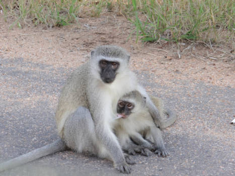 Rondreis Zuid-Afrika in drie weken