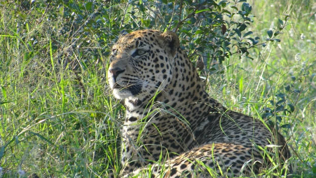 Rondreis Zuid-Afrika in drie weken