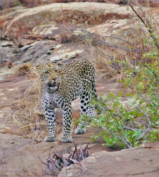 Krugerpark - Luipaard