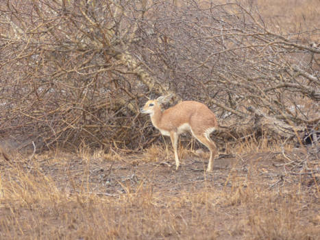 Krugerpark - Grijsbokje?