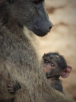 Krugerpark - Baviaan met jong