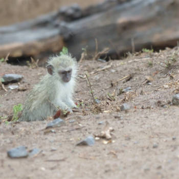 Krugerpark - Blauwaapje nat geregend