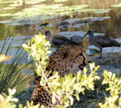 Krugerpark - cheetah