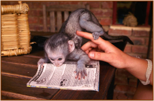 Limpopo - Met een goede voorbereiding van je reis sta je nooit voor aap!
