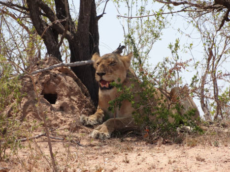 Rondreis Zuid-Afrika in drie weken - Geweldig om dit van zo kort bij te zien!!