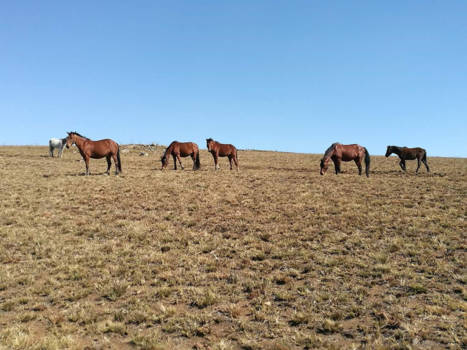 Mpumalanga - Wilde paarden Kaapsehoop