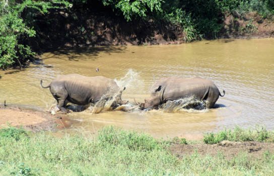 KwaZulu-Natal - hluhluwe national park- Zuid Afrika