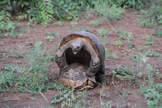 KwaZulu-Natal - Somkhanda natinal park Kwazulu Natal -Zuid Afrika