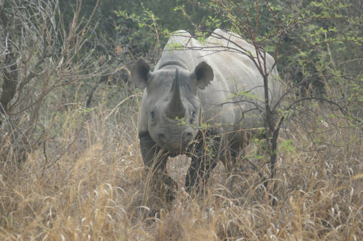 Rondreis van Johannesburg naar Kaapstad - Brute kracht!!!
