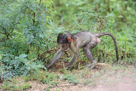 Rondreis van Johannesburg naar Kaapstad - Aapje