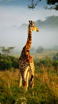 Krugerpark - Early morning @Kruger Park