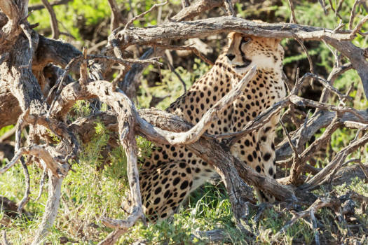 Kgalagadi Transfrontier Park - Cheetha waiting on her prey