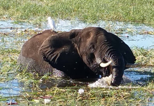 Rondreis Zuid-Afrika in drie weken - lunchende olifant