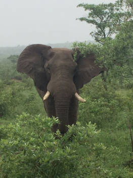 Krugerpark - Iedereen stil zijn