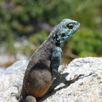 Rondreis van Johannesburg naar Kaapstad - Dit mooie beestje geniet net zo van zn omgeving als ik deed!