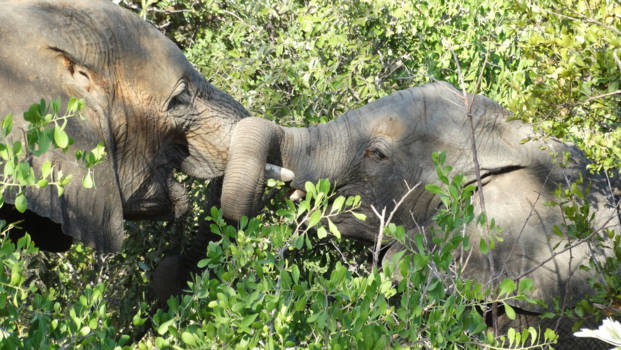 Rondreis Zuid-Afrika in drie weken - Ravotten in het bos
