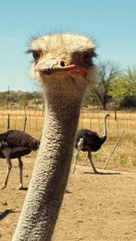 Rondreis van Johannesburg naar Kaapstad - Hi there