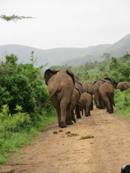 KwaZulu-Natal - Olifantenfamilie