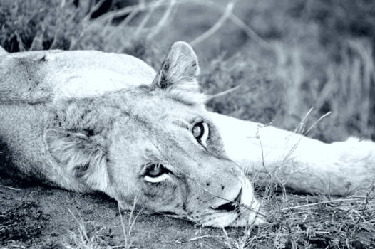 Krugerpark - Relaxing lion